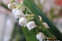 May Day Lily-of-the-Valley: Traditions, History & Celebrations