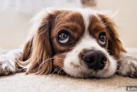 Why Dogs Act Strange: Expert Explanations and Fixes