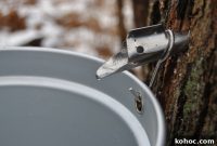 7 Creative Uses for Maple Sap Beyond Syrup