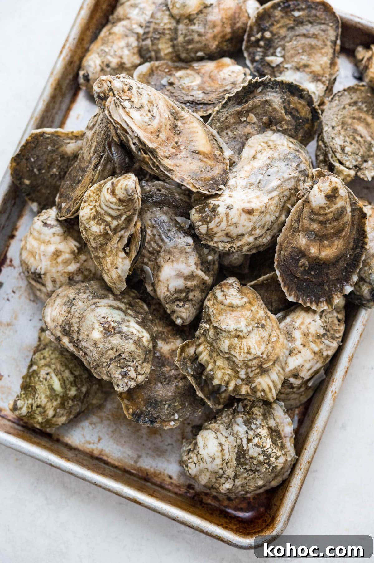 Oysters in their shell.