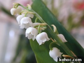 May Day Lily-of-the-Valley: Traditions, History & Celebrations 2 Muguet