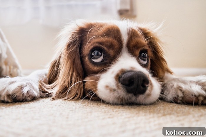 Weird Dog Behavior Explained by Experts