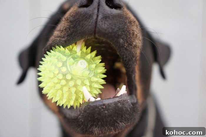 Weird Dog Behavior Explained by Experts