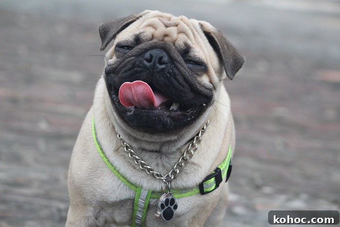 Weird Dog Behavior Explained by Experts