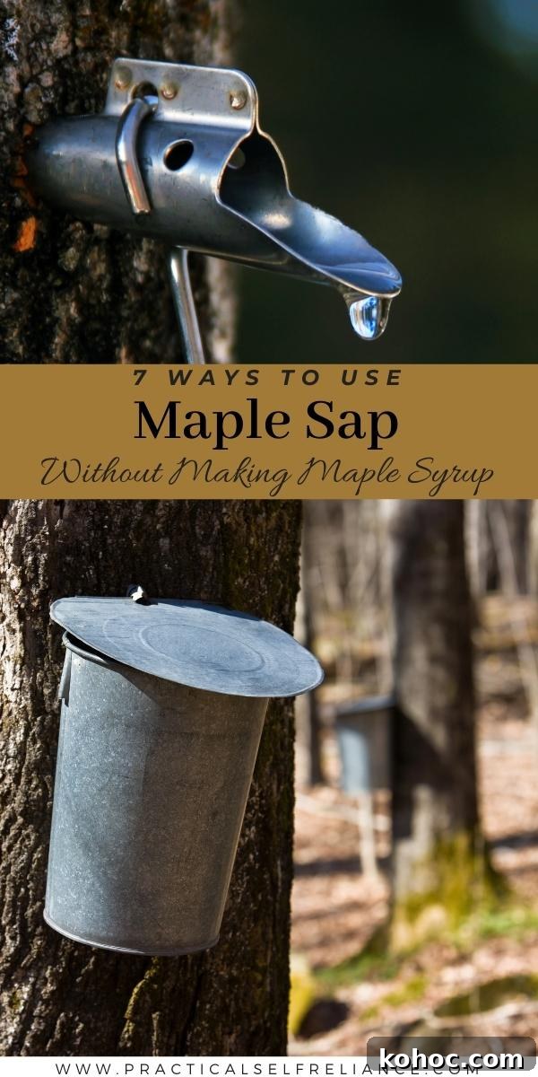 7 Creative Uses for Maple Sap Beyond Syrup 4 Ways to Use Maple Sap