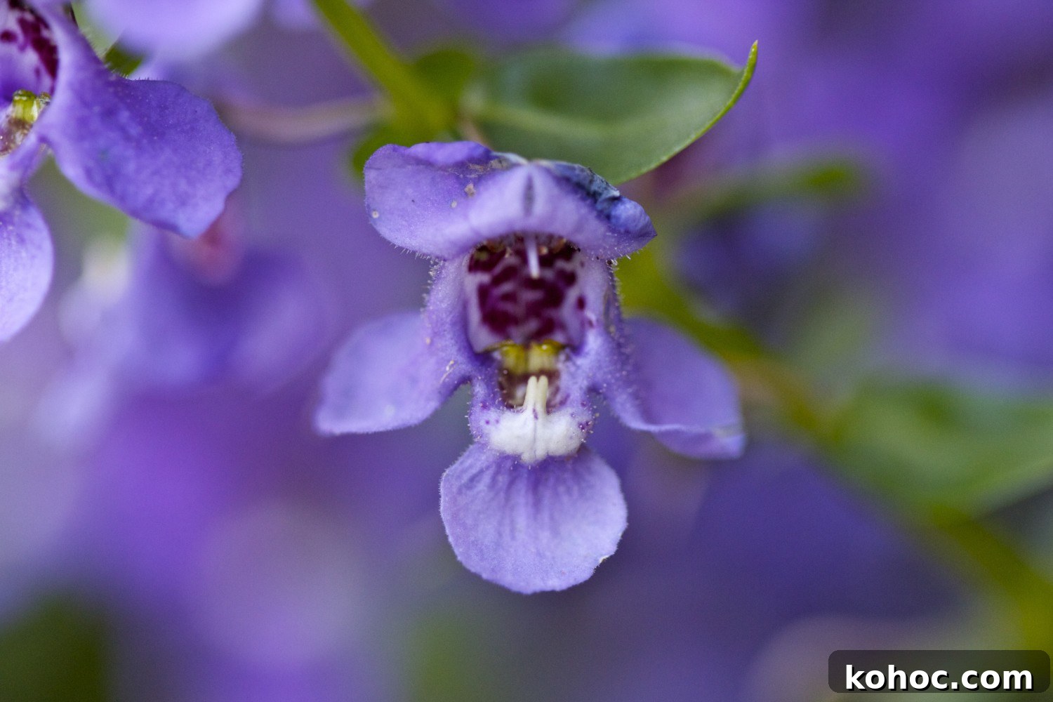 purple flower