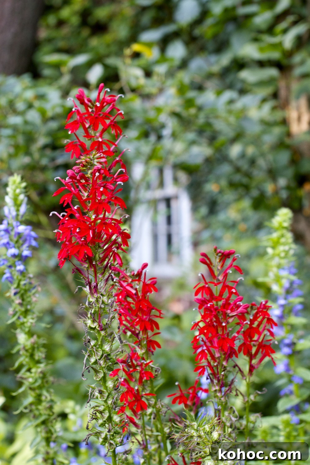 red flowers and window