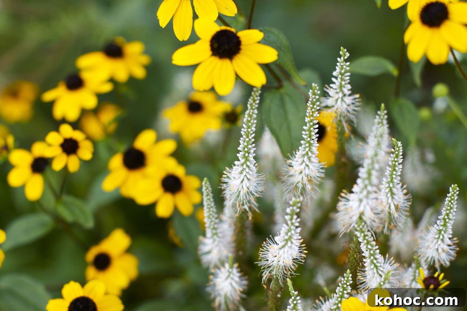 black-eyed susans