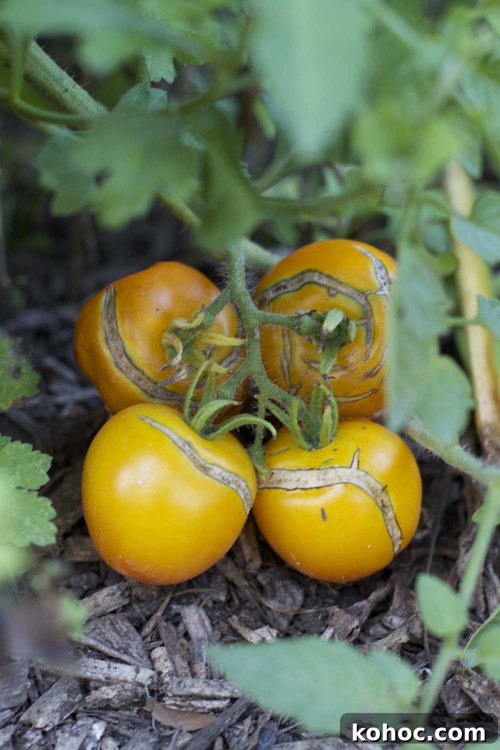orange tomatoes