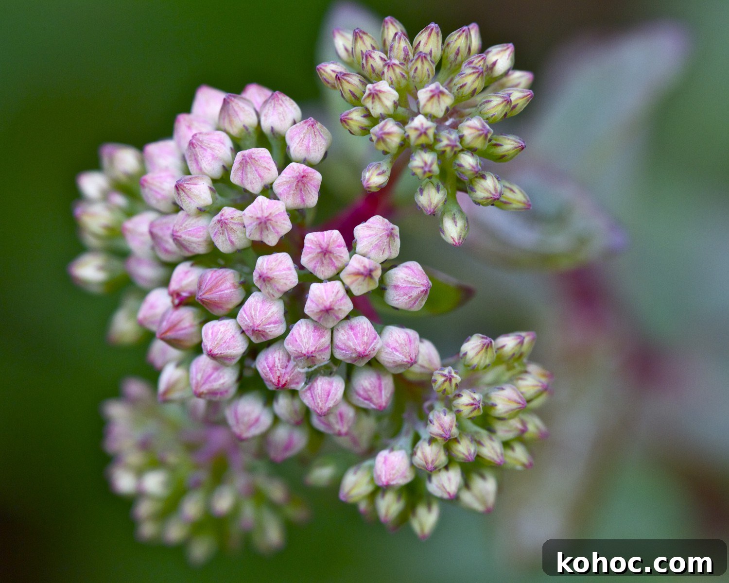 pink sedum buds