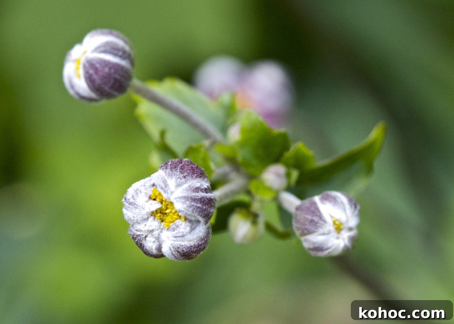 anemone buds