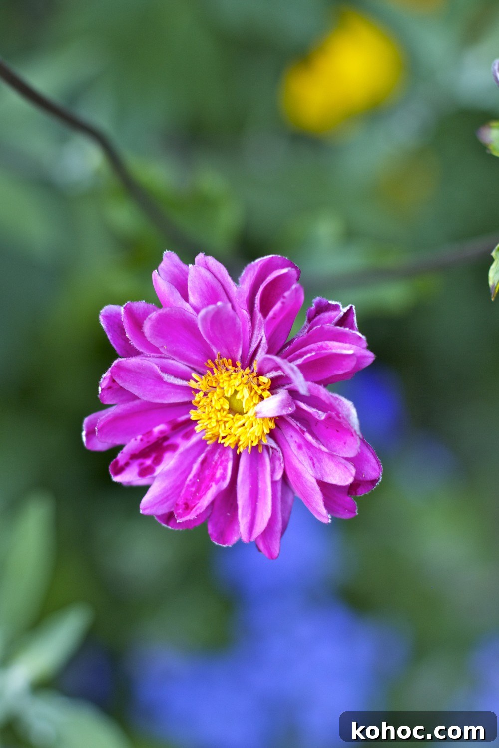 pink anemone