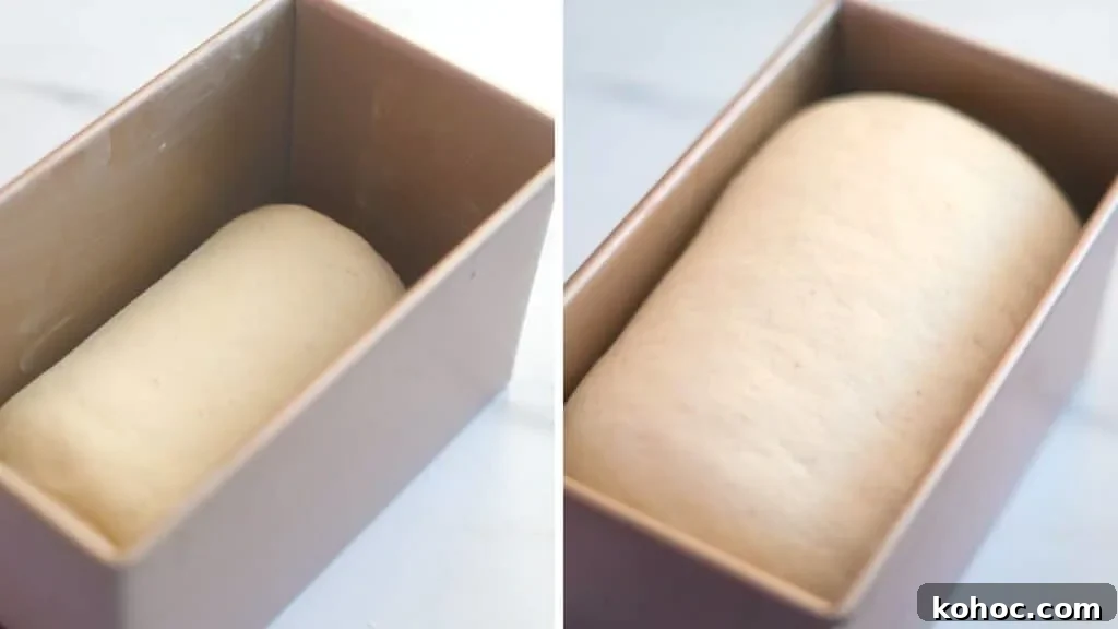 proof the dough for sourdough sandwich bread